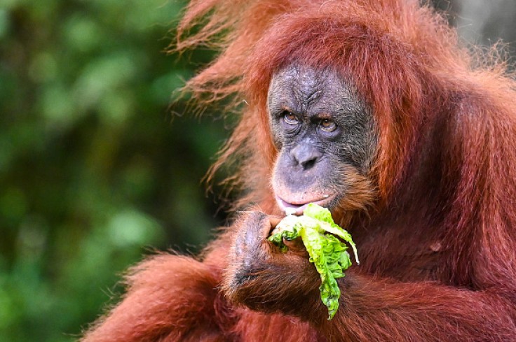 Orangutan Melts Hearts as it 'Asks' to See Baby, 'Kisses' Glass Enclosure